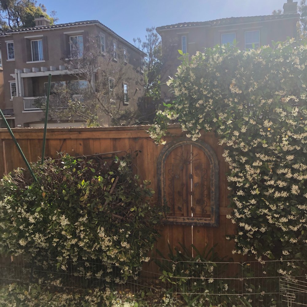 Domingo Agustin Tree Service - Shows what it is supposed to look like on the right. - Landscaping Near Me Domingo Agustin Tree Service - Shows what it is supposed to look like on the right. - Landscaping Near Me