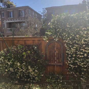 Domingo Agustin Tree Service - Shows what it is supposed to look like on the right. - Landscaping Near Me Domingo Agustin Tree Service - Shows what it is supposed to look like on the right. - Landscaping Near Me