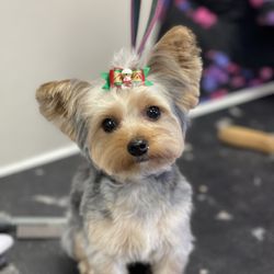 Essential Grooming - Yorkie puppy!