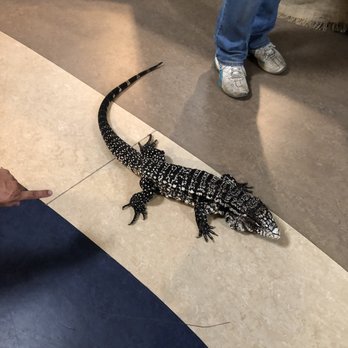 EcoVivarium - Hank - Museums Near Me - Escondido, California EcoVivarium - Hank - Museums Near Me - Escondido, California