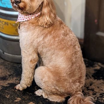 La Canada Pet Grooming - Staff & business philosophy is small town perfect! Caring to dogs + super detailed while grooming. Hands down, favorite grooming service. - Pet Groomers Near Me - La Canada Flintridge, California La Canada Pet Grooming - Staff & business philosophy is small town perfect! Caring to dogs + super detailed while grooming. Hands down, favorite grooming service. - Pet Groomers Near Me - La Canada Flintridge, California