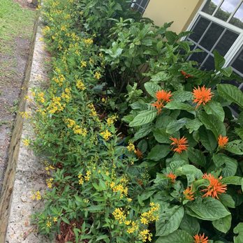 Sunset Nursery - Front yard with Justice Plant and Thryallis. Neighbors stop to ask me the names of these plants - Nurseries & Gardening Near Me - Miami, Florida