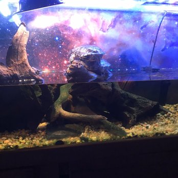 Turtles All The Way Down - Bars Near Me - Brooklyn, New York