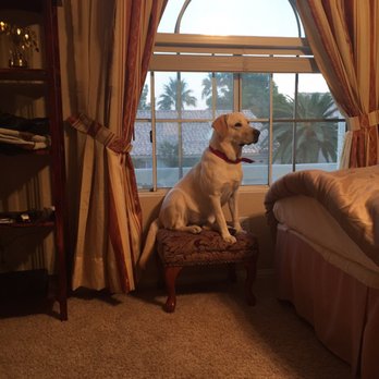 Bark Busters - Angel !! - Pet Training Near Me - Henderson, Nevada Bark Busters - Angel !! - Pet Training Near Me - Henderson, Nevada