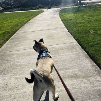 Ruff Ramblers - Rocko enjoying his walk with Lucy - Dog Walkers Near Me