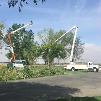 Discount Tree Service - a man on a cherry picker - Tree Services Near Me - Mecca, California Discount Tree Service - a man on a cherry picker - Tree Services Near Me - Mecca, California