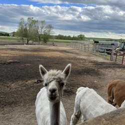 Caputa Alpacas - Hello!