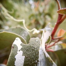 Morning dew