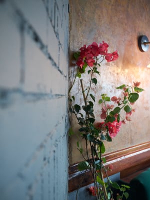 The Rose & Crown by null