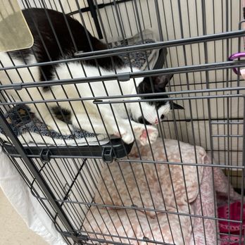 Saving Grace Pet Adoption Center - Princess Mew is the cutest cat!! She's up for adoption! - Animal Shelters Near Me - Roseburg, Oregon