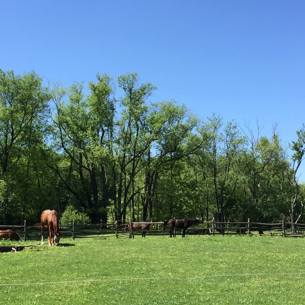 Sadie Hollow Stables - equestrian in North Canton, OH