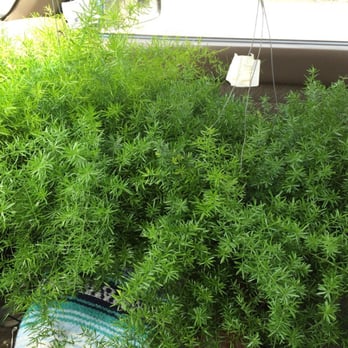 Encinal Nursery - Sprengeri Compacta on the way home. They look so happy. Yes, ferns can look happy. Don't sully this moment! - Nurseries & Gardening Near Me - Alameda, California Encinal Nursery - Sprengeri Compacta on the way home. They look so happy. Yes, ferns can look happy. Don't sully this moment! - Nurseries & Gardening Near Me - Alameda, California