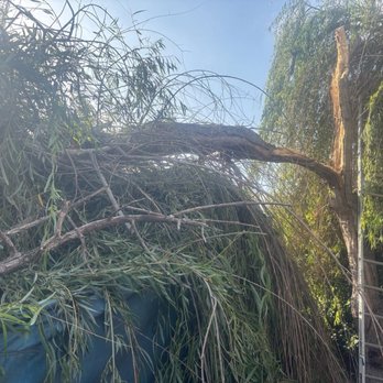 Cisnero's Tree Care - Termite ridden tree fell onto the house - Tree Services Near Me Cisnero's Tree Care - Termite ridden tree fell onto the house - Tree Services Near Me