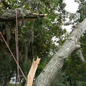 Aerial Tree Service - Tree Services Near Me