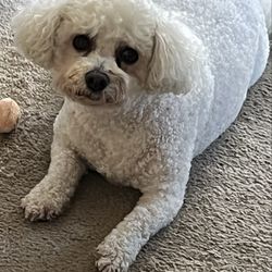 Doggy Dog Grooming - This is my little chubby Shirokichi. He received Five -Star rated grooming from Shaneeka two Saturdays ago.