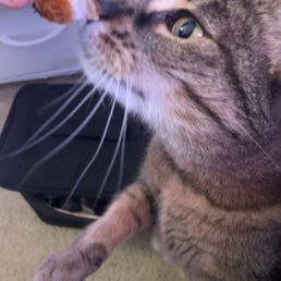My cat begging for some Katsu My cat begging for some Katsu
