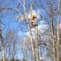 Photo of Arbor Heights Tree Service