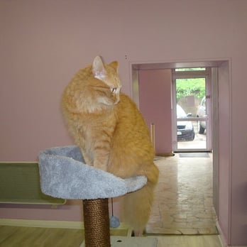 Cat's Cocoon - Pet Sitting Near Me - Rillieux La Pape, 69 Cat's Cocoon - Pet Sitting Near Me - Rillieux La Pape, 69