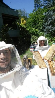 Honey Bee Rescue on Yelp