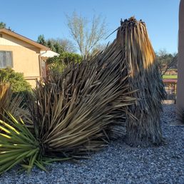Yucca tree went down in the wind.