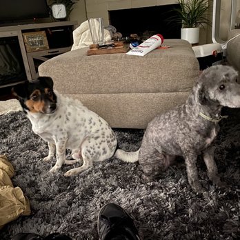 Green Paw Grooming - Hank & Veruca after grooming. They are both like 5-6 years old and they were running around like puppies after their grooming. - Pet Groomers Near Me - La Jolla, California