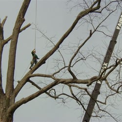 Guardian Tree Experts
