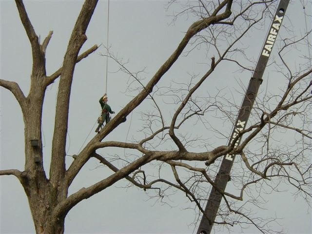 Guardian Tree Experts - tree service in Ann Arbor, MI