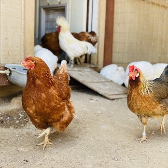 Farm Sanctuary - Animal Shelters Near Me - Acton, California Farm Sanctuary - Animal Shelters Near Me - Acton, California