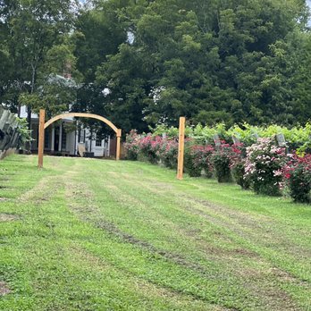 Curran Alexander Vineyards - Grapevines outside - Wine Tasting Room Near Me - Lexington, North Carolina Curran Alexander Vineyards - Grapevines outside - Wine Tasting Room Near Me - Lexington, North Carolina