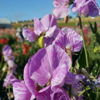 The Flower Fields - Sweet Pea maze - Venues & Event Spaces Near Me - Carlsbad, California The Flower Fields - Sweet Pea maze - Venues & Event Spaces Near Me - Carlsbad, California