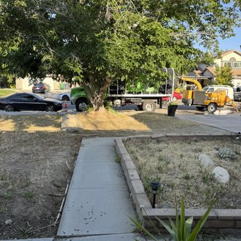 UFO Tree Trimming - 7 AM on the dot, UFO trimming came prepared with machinery. - Tree Services Near Me UFO Tree Trimming - 7 AM on the dot, UFO trimming came prepared with machinery. - Tree Services Near Me