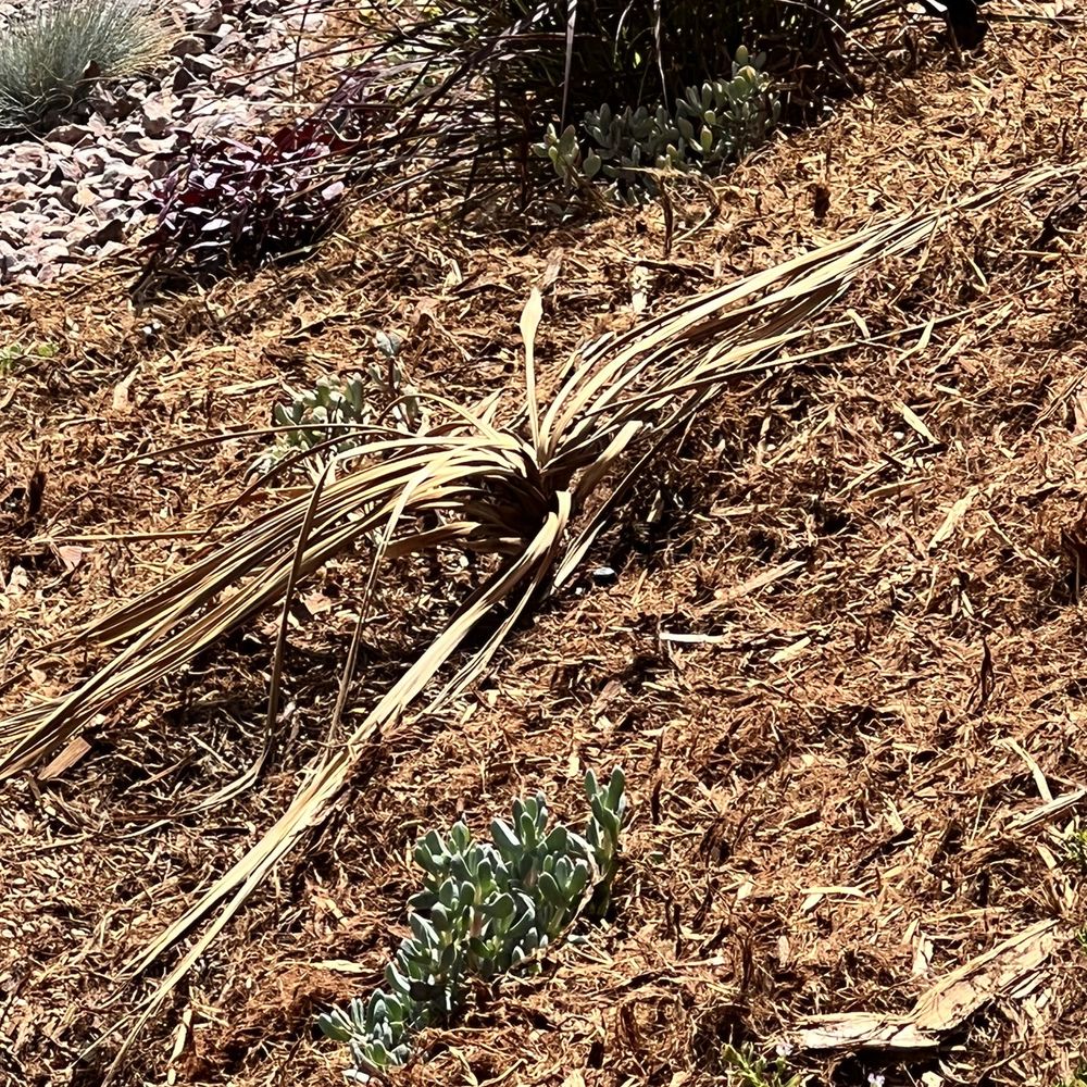 Armstrong Garden Centers - This is the dead plant. Everything else has done well in my garden. - Nurseries & Gardening Near Me - Thousand Oaks, California Armstrong Garden Centers - This is the dead plant. Everything else has done well in my garden. - Nurseries & Gardening Near Me - Thousand Oaks, California