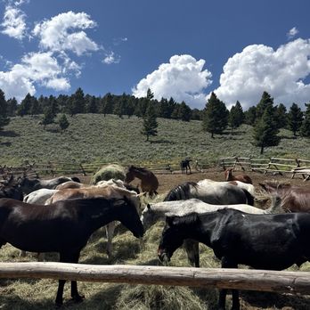 Specimen Creek Outfitters - Beautiful horses - Horseback Riding Near Me - Gardiner, Montana Specimen Creek Outfitters - Beautiful horses - Horseback Riding Near Me - Gardiner, Montana
