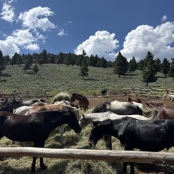 Specimen Creek Outfitters - Beautiful horses