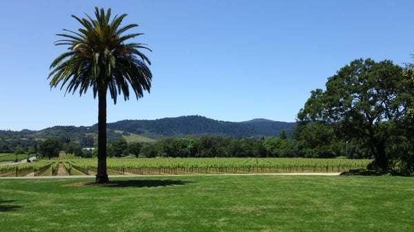 Chateau St. Jean Winery by null