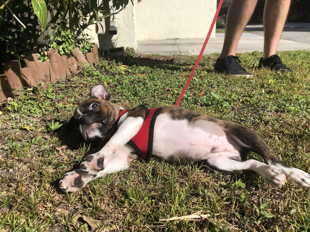 Pet Supply Center Image