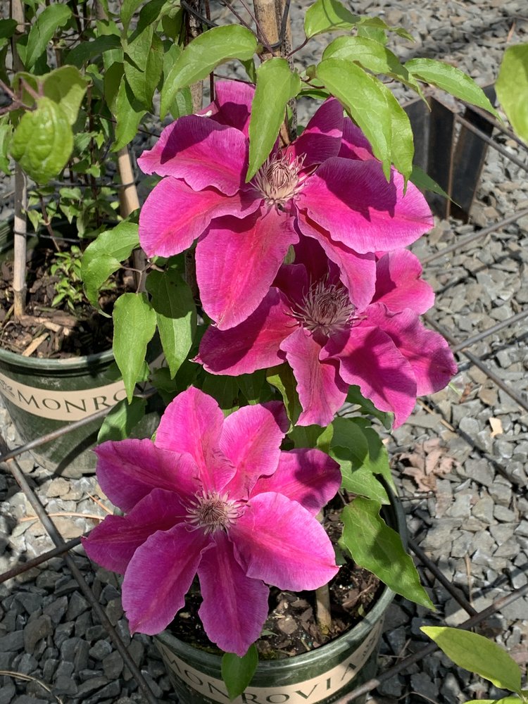 APPLEWOOD NURSERY & LANDSCAPE SUPPLY Updated May 2024 22 Photos 8785 Green Lake Trl