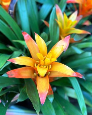 Olbrich Botanical Gardens by null