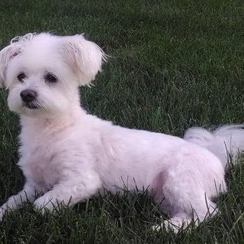 Pawparazzi Pet Salon - Parker's cut for the summer. - Pet Groomers Near Me - Hoffman Estates, Illinois