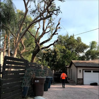 Bernabe Tree Service - After - no more leaves in he neighbor's yard! - Tree Services Near Me - Riverside, California Bernabe Tree Service - After - no more leaves in he neighbor's yard! - Tree Services Near Me - Riverside, California