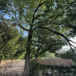 Tree before it was cut