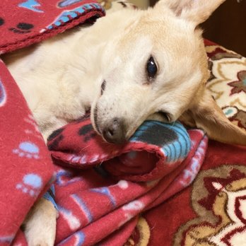 BluePearl Pet Hospital - Rusty getting Euthanized.  Blue Pearl did nothing for him except steel $283 from me. - Veterinarians Near Me - Avondale, Arizona