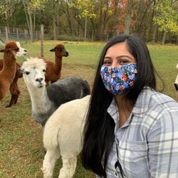 Cedar lane alpacas