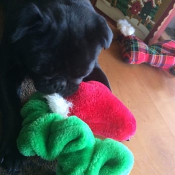 Happy Camper's Pet Service - Christine was sweet enough to get June a toy for Christmas while we were back east! - Pet Sitting Near Me Happy Camper's Pet Service - Christine was sweet enough to get June a toy for Christmas while we were back east! - Pet Sitting Near Me