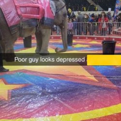 Shrine Circus - Betty using her trunk to support herself.