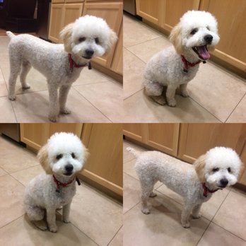 Riverwalk Pet Resort - I asked them to keep his head looking fluffy lol - Pet Groomers Near Me - Riverside, California Riverwalk Pet Resort - I asked them to keep his head looking fluffy lol - Pet Groomers Near Me - Riverside, California