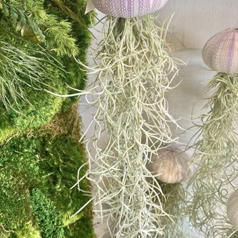 Craftmossphere - Spanish moss - Nurseries & Gardening Near Me - San Diego, California