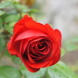Domaine Pins Paul - A rose is a rose....