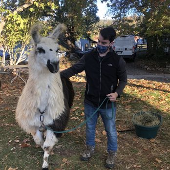 Llamas of Circle Home - Walking Tombo into his pasture - Attraction Farms Near Me - Sonora, California Llamas of Circle Home - Walking Tombo into his pasture - Attraction Farms Near Me - Sonora, California