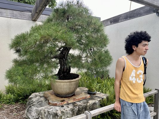 National Bonsai & Penjing Museum by null